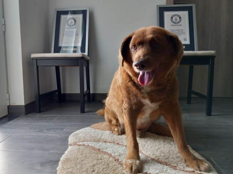 Bobi, named world’s oldest ever dog, loses title after investigation
