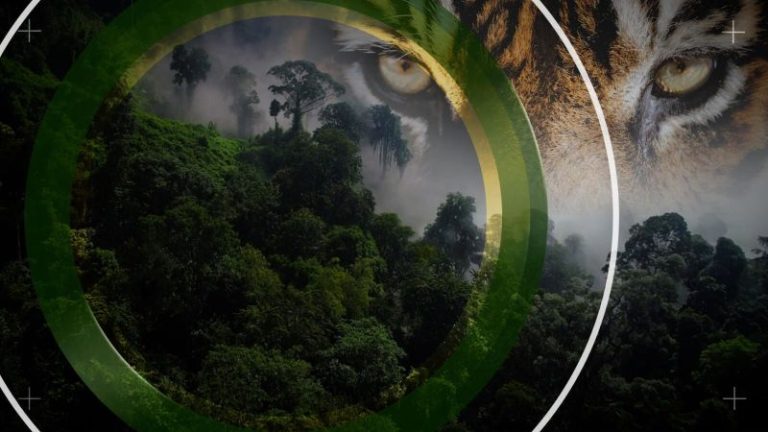 How NASA and Google Earth are helping save tigers