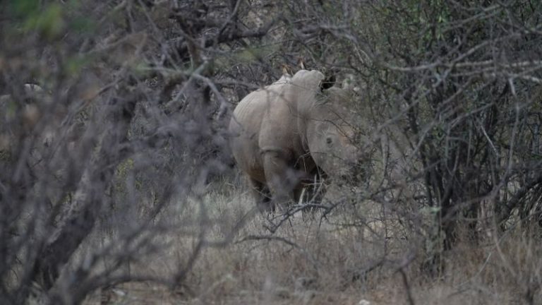 ‘Find my Friends for rhinos’: How high-tech tracking is keeping tabs on wildlife