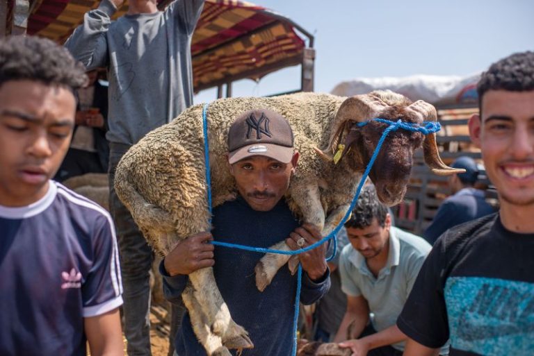 Drought-hit Morocco asks citizens not to slaughter sheep on Eid al-Adha