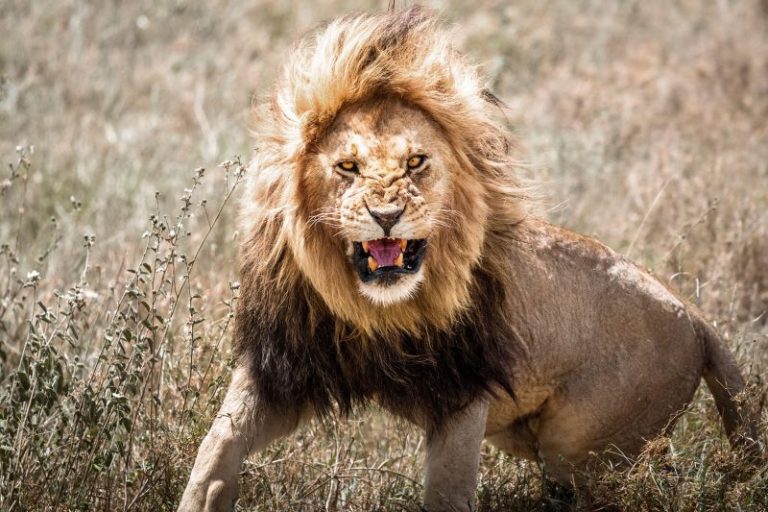 Lion kills 14-year-old girl outside Kenya’s Nairobi National Park
