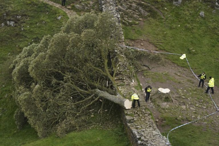 Sycamore Gap: Two men convicted of felling one of UK’s most famous trees